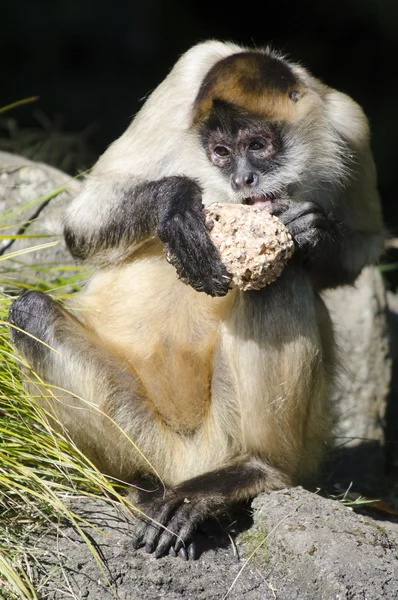 Vida selvagem e animais - Macaco-aranha — Fotografia de Stock