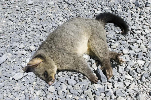 Animales y vida silvestre - Possum —  Fotos de Stock
