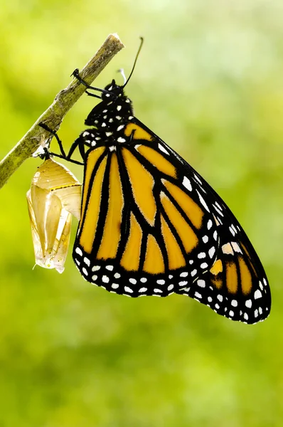 Nascita della farfalla monarca — Foto Stock