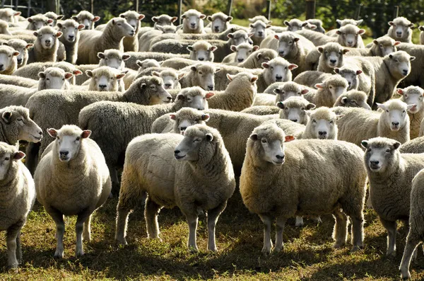 Travel New Zealand - Sheep Farm — Stock Photo, Image