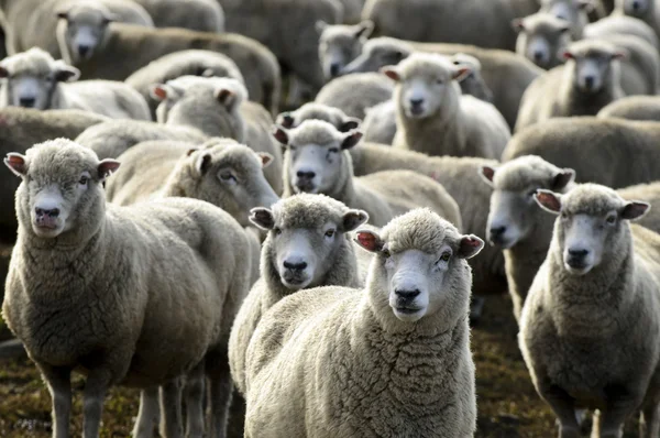 Ταξιδεύουν Νέα Ζηλανδία - πρόβατα αγρόκτημα — Φωτογραφία Αρχείου