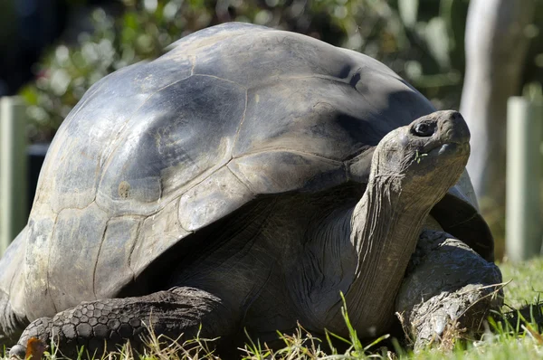 Yabani hayvanlar ve bitkiler ve hayvanlar - galapagos kaplumbağa — Stok fotoğraf