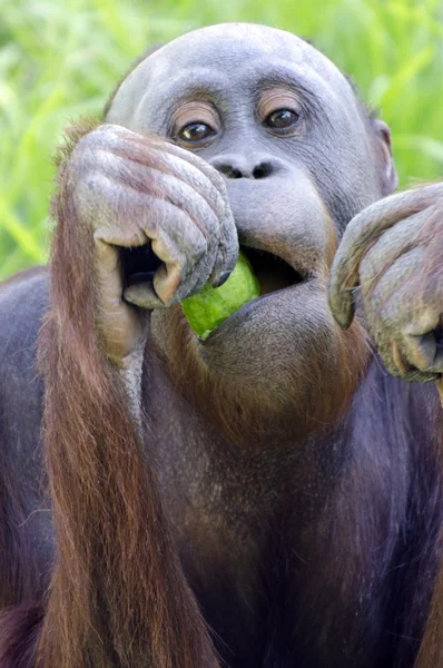 Przyrody i zwierząt - orangutan — Zdjęcie stockowe