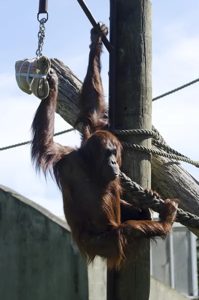 Дикая природа и животные - Orangutan — стоковое фото