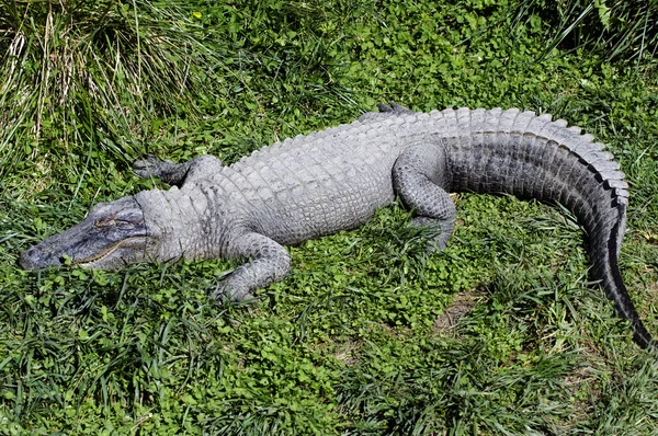 Tierwelt - Krokodil — Stockfoto
