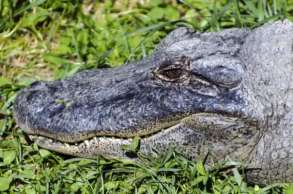 Vadon élő állatok és az állatok - krokodil — Stock Fotó