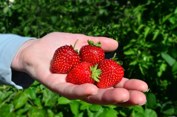 Ovoce a zelenina - zahradní jahody — Stock fotografie