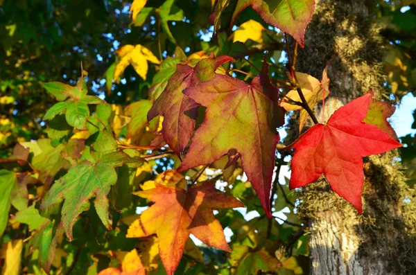 季節の写真 - 秋 — ストック写真