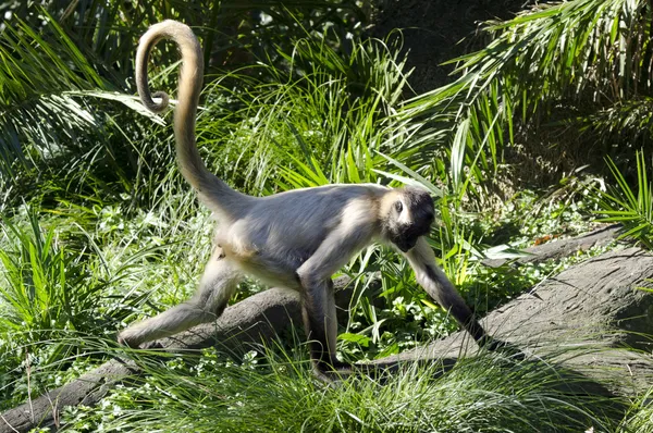 Macaco-aranha-preto-de-cara-preta da espécie ateles chamek