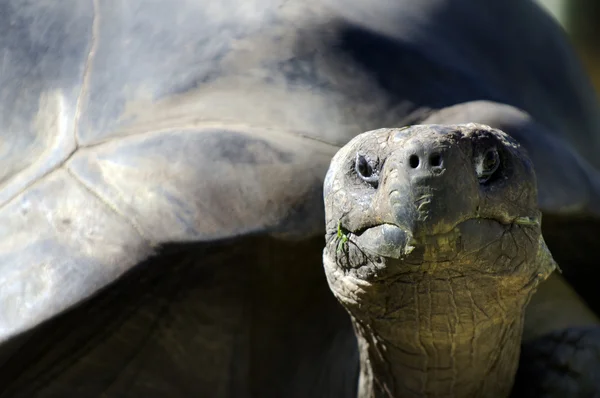 野生动物保护和动物-帕戈斯陆龟 — 图库照片