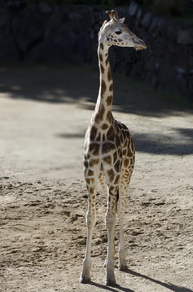 Vadon élő állatok és az állatok - zsiráf — Stock Fotó