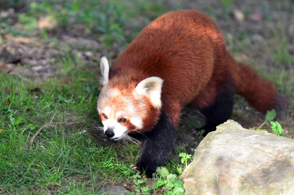 Yabani hayvanlar ve bitkiler ve hayvanlar - red panda — Stok fotoğraf