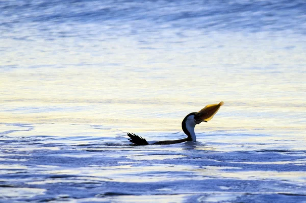 Vahşi yaşam ve doğa - karabatak kuşu — Stok fotoğraf