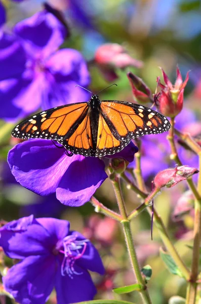 stock image Wildlife and Animals - Butterflies