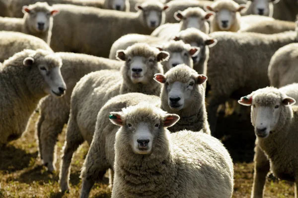 Cestování Nový Zéland - ovčí farma — Stockfoto