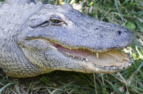 Dieren in het wild en dieren - krokodil — Stockfoto