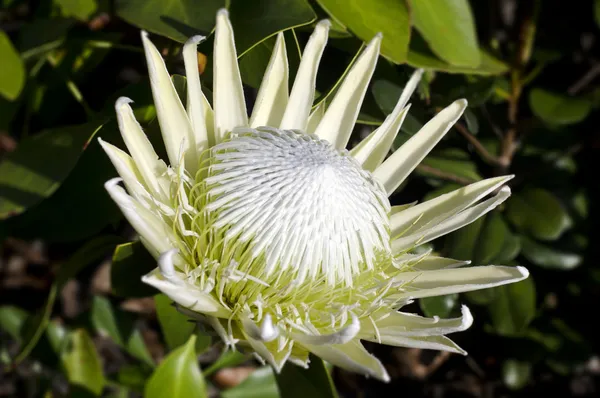 Växter och blommor - kung protea växt — Stockfoto
