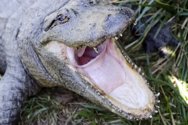 Dieren in het wild en dieren - krokodil — Stockfoto