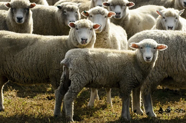 Viajar Nueva Zelanda - Granja de ovejas —  Fotos de Stock
