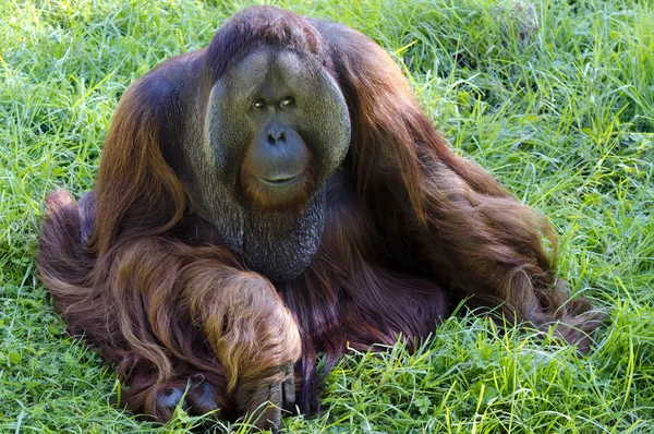 Yabani hayvanlar ve bitkiler ve hayvanlar - orangutan — Stok fotoğraf