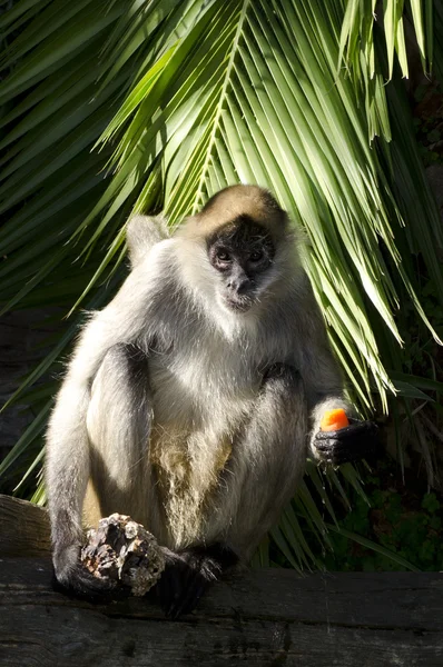 Yabani hayvanlar ve bitkiler ve hayvanlar - spider monkey — Stok fotoğraf