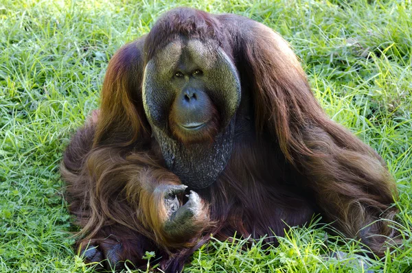 Yabani hayvanlar ve bitkiler ve hayvanlar - orangutan — Stok fotoğraf