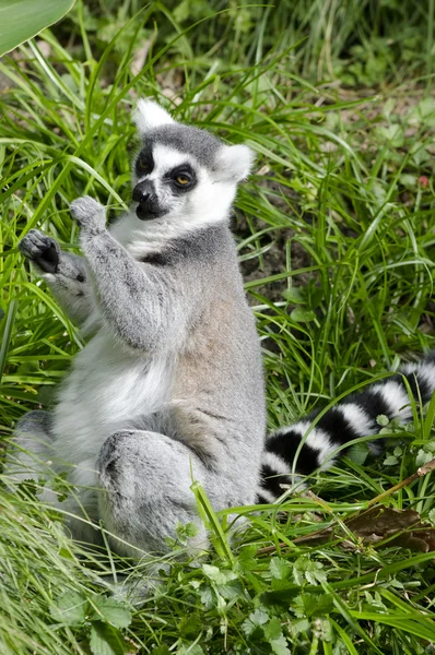 Przyrody i zwierząt - lemur — Zdjęcie stockowe