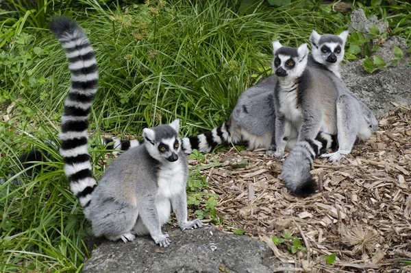 Przyrody i zwierząt - lemur — Zdjęcie stockowe