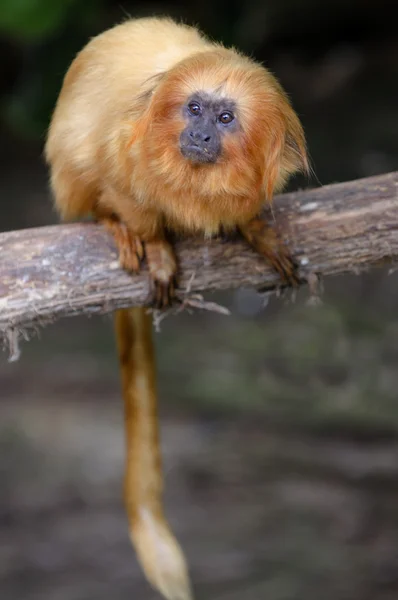 Yabani hayvanlar ve bitkiler ve hayvanlar - Altın Aslan pembe maymun — Stok fotoğraf