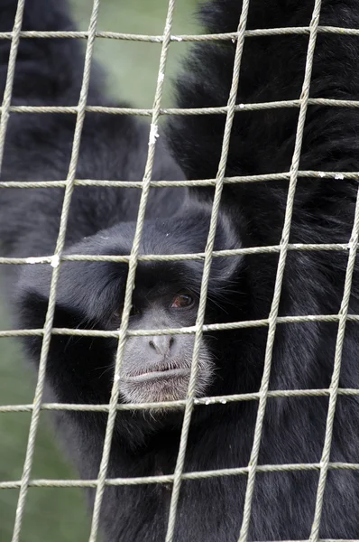 Дикая природа и животные - Siamang Gibbon — стоковое фото