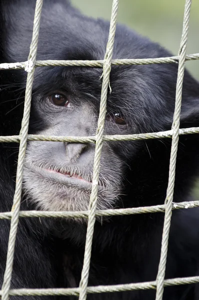 Wildlife and Animals - Siamang Gibbon