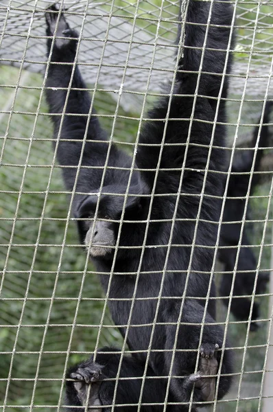野生动物保护和动物-合趾猴长臂猿 — 图库照片