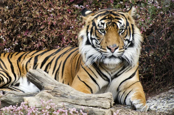 Volně žijících zvířat a zvířat - tygr — Stock fotografie