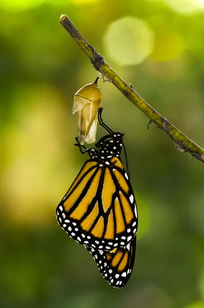Geburt des Monarchfalters — Stockfoto