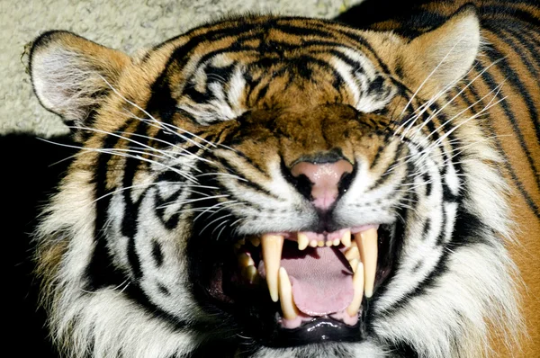 野生动物保护和动物-老虎 — 图库照片