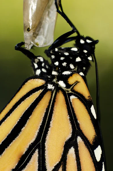 Naissance du papillon monarque — Photo