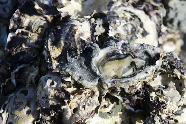 Fructe de mare - Oyster — Fotografie, imagine de stoc