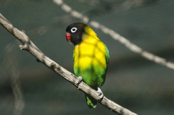 Volně žijící zvířata a zvířata - exotický pták — Stock fotografie