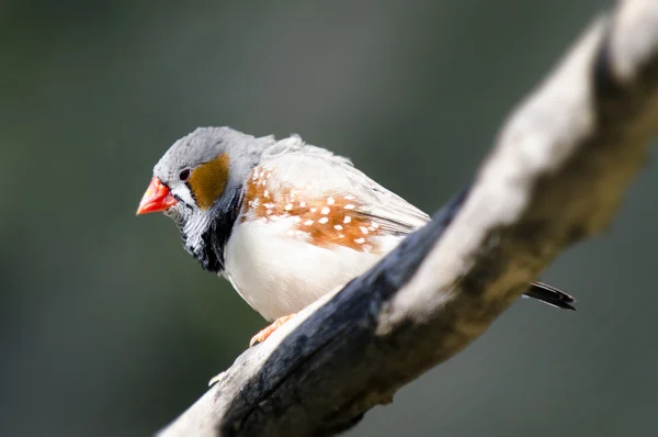 Tierwelt - exotischer Vogel — Stockfoto