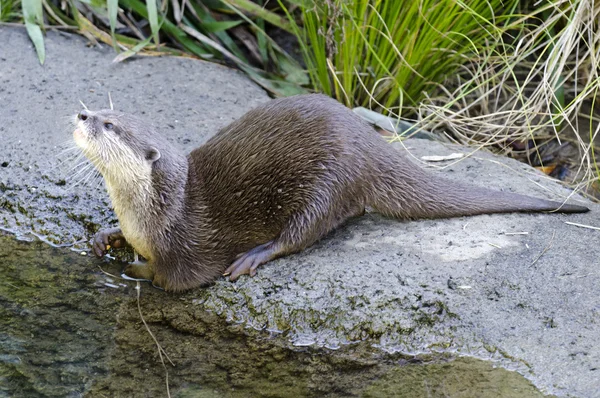 Dieren in het wild en dieren - otter — Stockfoto