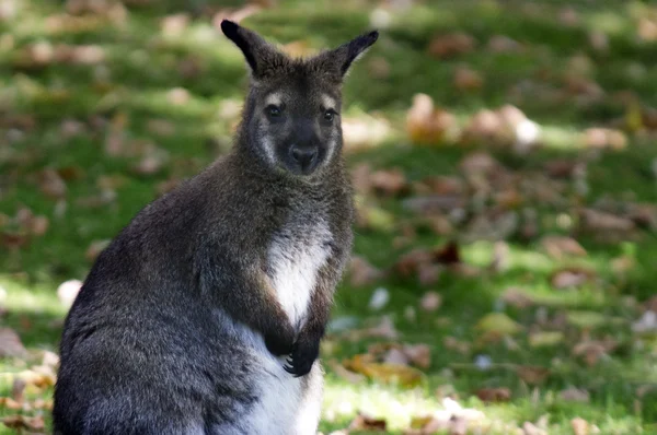 Дикая природа и животные - Wallaby — стоковое фото