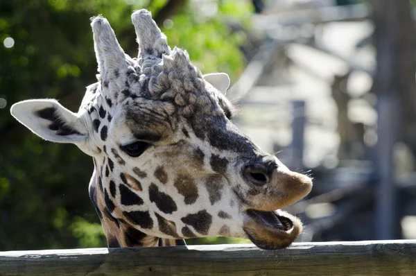 Tierwelt - Giraffe — Stockfoto