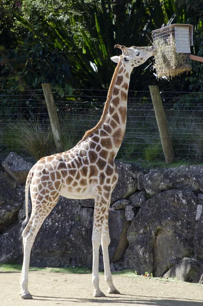 Volně žijící zvířata a zvířata - žirafa — Stock fotografie