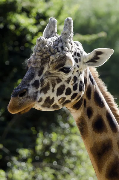 Przyrody i zwierząt - żyrafa — Zdjęcie stockowe