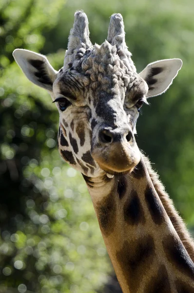 Wildlife and Animals - Giraffe — Stock Photo, Image