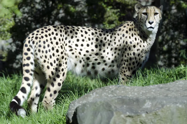 Volně žijících zvířat a zvířat - gepard — Stock fotografie