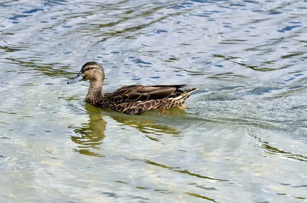 Enten auf einem See — Stockfoto