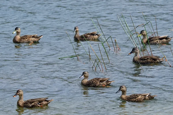 Patos en un lago — Foto de Stock