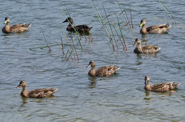 Patos en un lago —  Fotos de Stock
