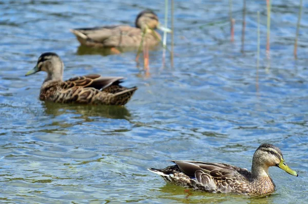 Ducks on a Lake — Stock Photo, Image